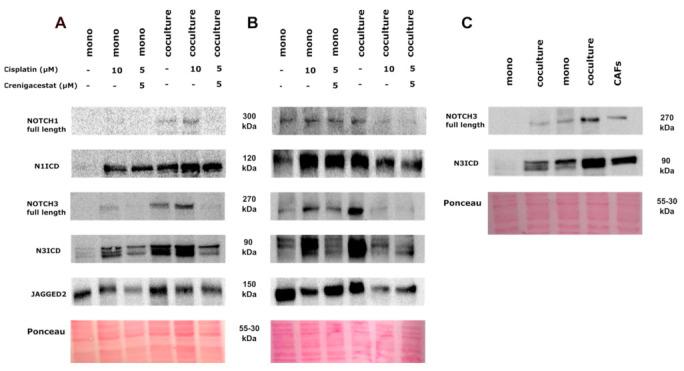 https://cdn.ncbi.nlm.nih.gov/pmc/blobs/0256/10670464/ebdd1329905f/cancers-15-05320-g007.jpg