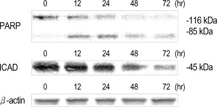 https://cdn.ncbi.nlm.nih.gov/pmc/blobs/0257/2782147/eda167082e4c/jkms-20-555-g004.jpg