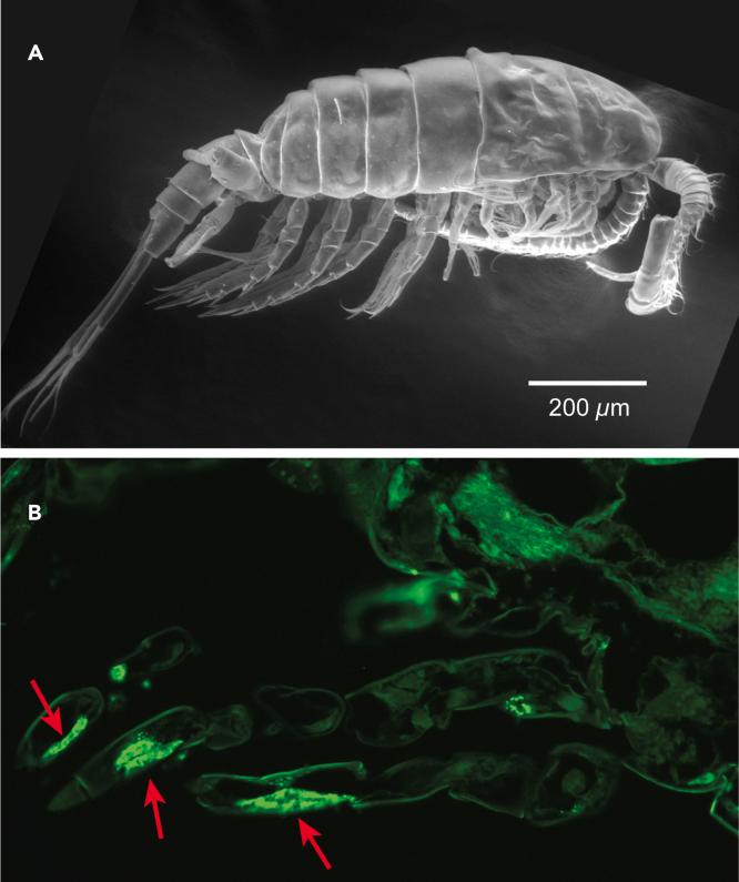 https://cdn.ncbi.nlm.nih.gov/pmc/blobs/0258/10518491/740fd981e814/gr2.jpg
