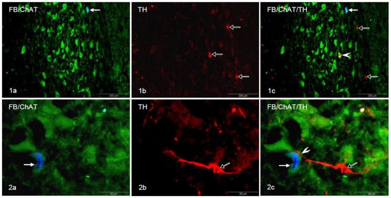 https://cdn.ncbi.nlm.nih.gov/pmc/blobs/0259/7692240/7771c5c66c0d/animals-10-02008-g001.jpg