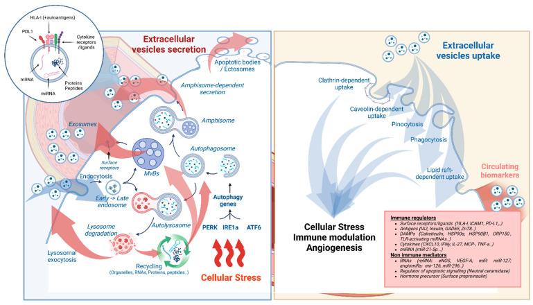https://cdn.ncbi.nlm.nih.gov/pmc/blobs/025b/11640590/94aae7112f22/cells-13-01996-g001.jpg