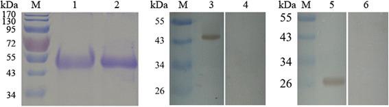 https://cdn.ncbi.nlm.nih.gov/pmc/blobs/025e/5395858/44d00fcdd208/13071_2017_2137_Fig2_HTML.jpg
