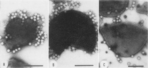 https://cdn.ncbi.nlm.nih.gov/pmc/blobs/025f/376099/26346740cb98/jvirol00295-0150-a.jpg