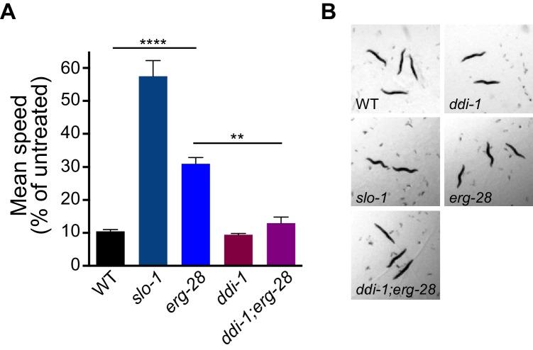 https://cdn.ncbi.nlm.nih.gov/pmc/blobs/025f/5295816/6a5a1d79b0c9/elife-24733-fig6.jpg