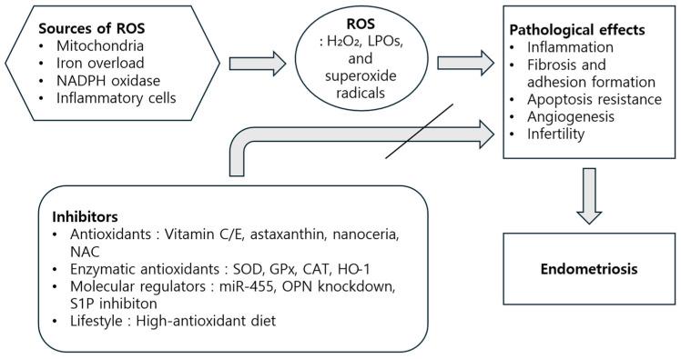 https://cdn.ncbi.nlm.nih.gov/pmc/blobs/0264/12292080/9d3978a44cc2/antioxidants-14-00877-g003.jpg
