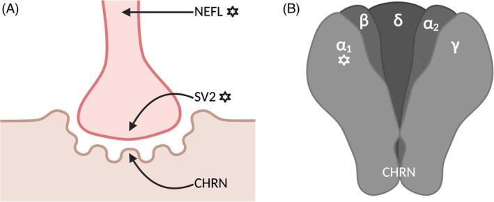 https://cdn.ncbi.nlm.nih.gov/pmc/blobs/0265/11705440/0f68602cd3cd/LIO2-10-e70020-g003.jpg