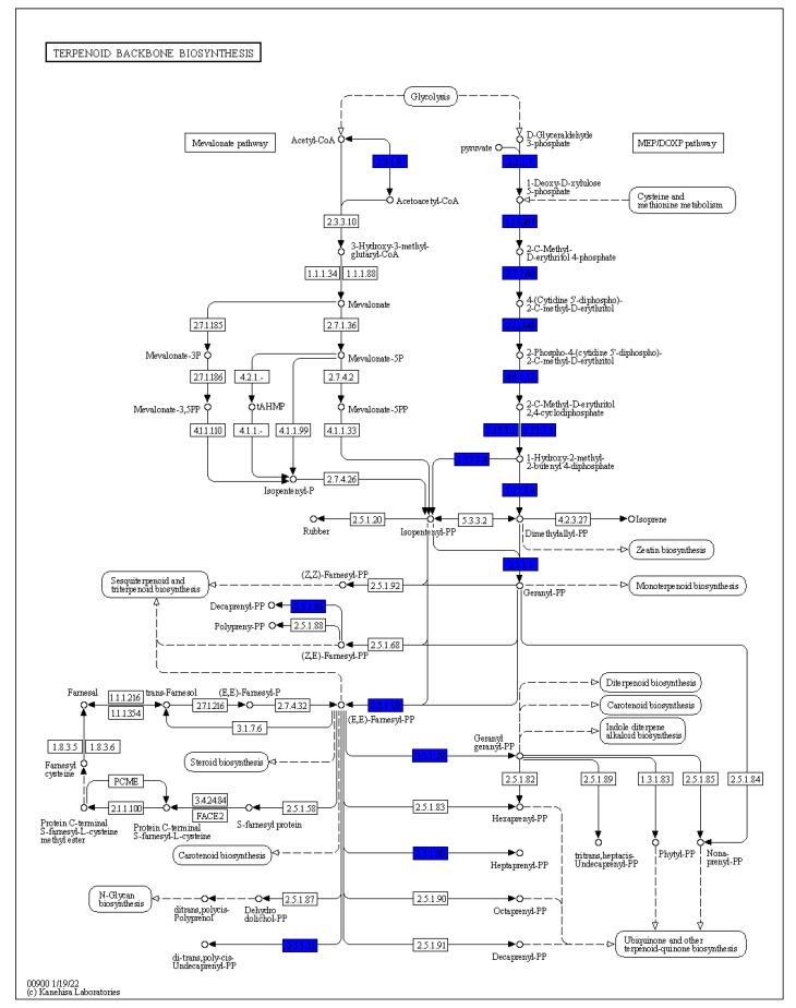 https://cdn.ncbi.nlm.nih.gov/pmc/blobs/0266/10002853/6883c8830b13/ijms-24-04845-g003.jpg