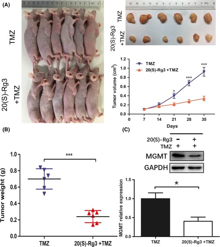 https://cdn.ncbi.nlm.nih.gov/pmc/blobs/0268/6317960/2e5109fd579b/CAS-110-389-g004.jpg