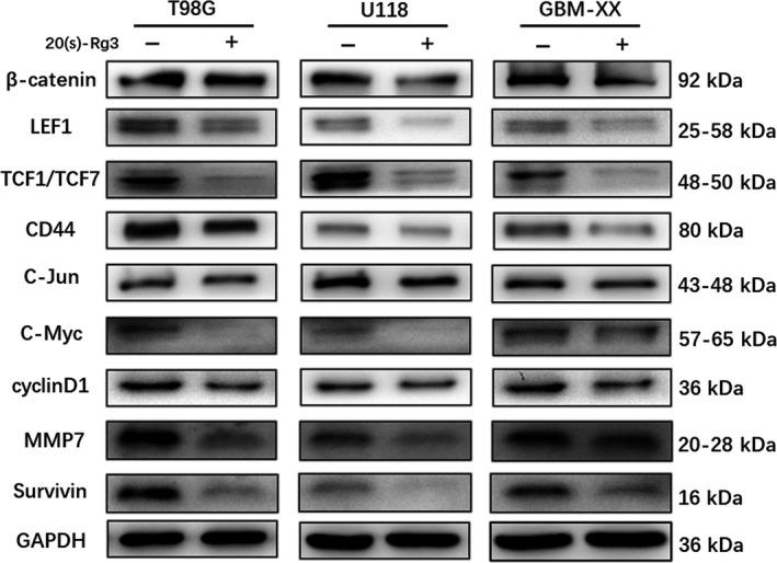 https://cdn.ncbi.nlm.nih.gov/pmc/blobs/0268/6317960/69a977751fff/CAS-110-389-g002.jpg