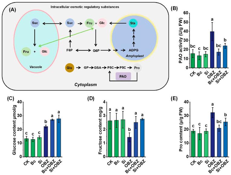 https://cdn.ncbi.nlm.nih.gov/pmc/blobs/026c/12349646/66aeb386f8df/plants-14-02382-g004.jpg