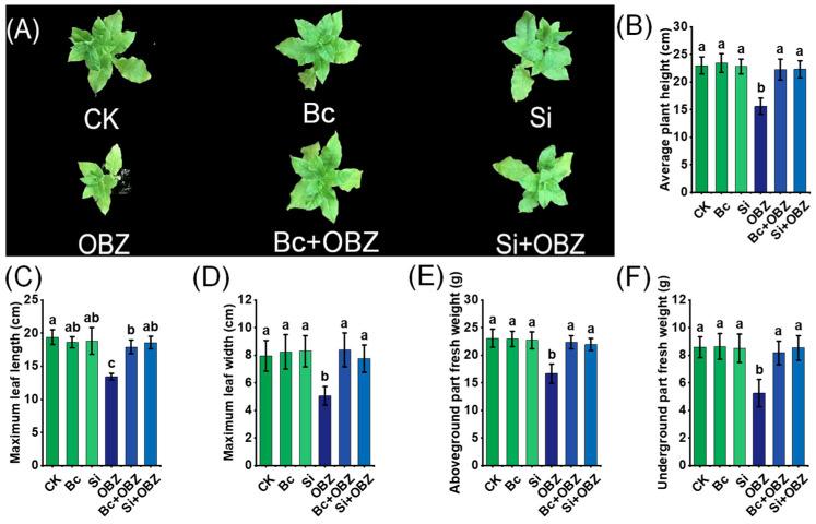 https://cdn.ncbi.nlm.nih.gov/pmc/blobs/026c/12349646/995fa22e9de2/plants-14-02382-g001.jpg