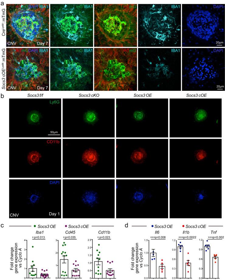 https://cdn.ncbi.nlm.nih.gov/pmc/blobs/026c/8546367/256785e5efb3/gr4.jpg
