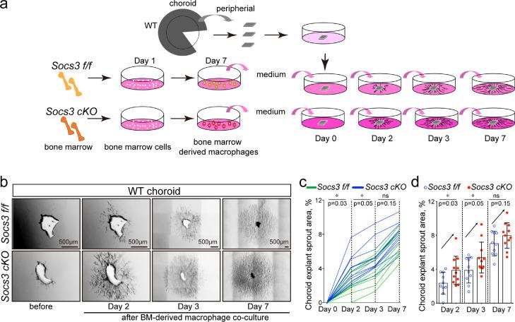 https://cdn.ncbi.nlm.nih.gov/pmc/blobs/026c/8546367/9fdafa9defae/gr5.jpg