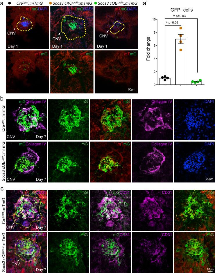 https://cdn.ncbi.nlm.nih.gov/pmc/blobs/026c/8546367/a495c6329691/gr3.jpg