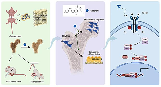 https://cdn.ncbi.nlm.nih.gov/pmc/blobs/0274/12016470/4966da621357/13287_2025_4320_Fig8_HTML.jpg