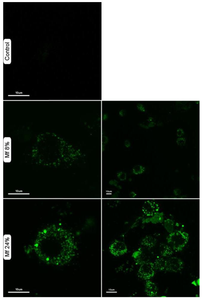 https://cdn.ncbi.nlm.nih.gov/pmc/blobs/0274/9786299/849e359821b1/ijms-23-16067-g011.jpg