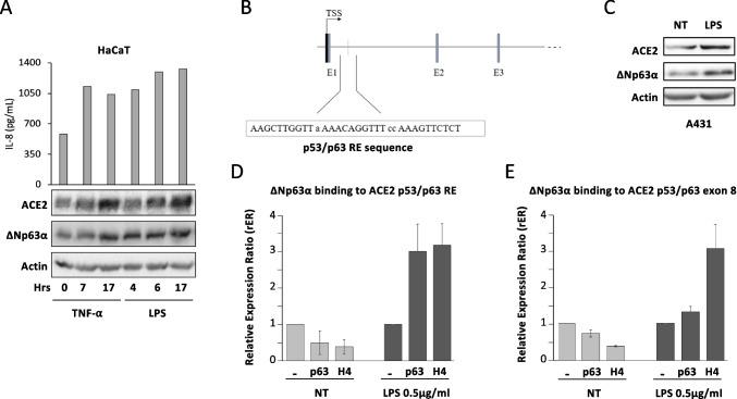 https://cdn.ncbi.nlm.nih.gov/pmc/blobs/0278/11525293/9404428c5071/109_2024_2485_Fig3_HTML.jpg