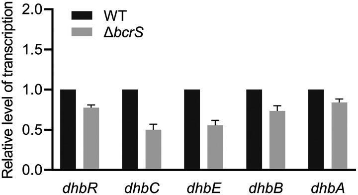 https://cdn.ncbi.nlm.nih.gov/pmc/blobs/027a/8315932/a08b5ab52963/jb.00127-21-f0006.jpg