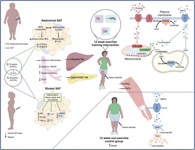 https://cdn.ncbi.nlm.nih.gov/pmc/blobs/027c/9630207/6d1777fa5601/125_2022_5795_Fig3_HTML.jpg