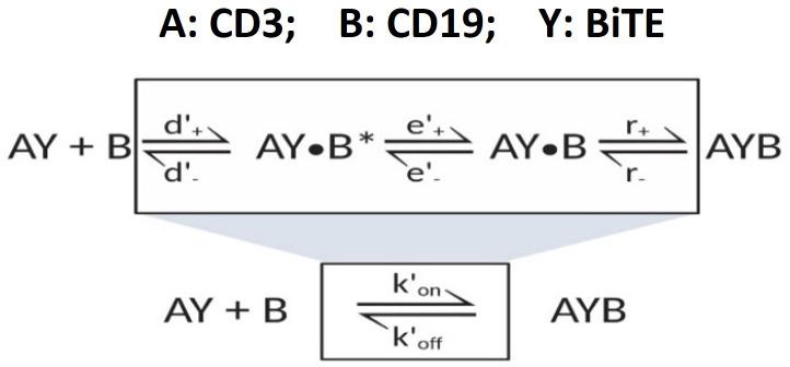 https://cdn.ncbi.nlm.nih.gov/pmc/blobs/027d/10368424/d89603149dd2/elife-83659-app1-scheme4.jpg