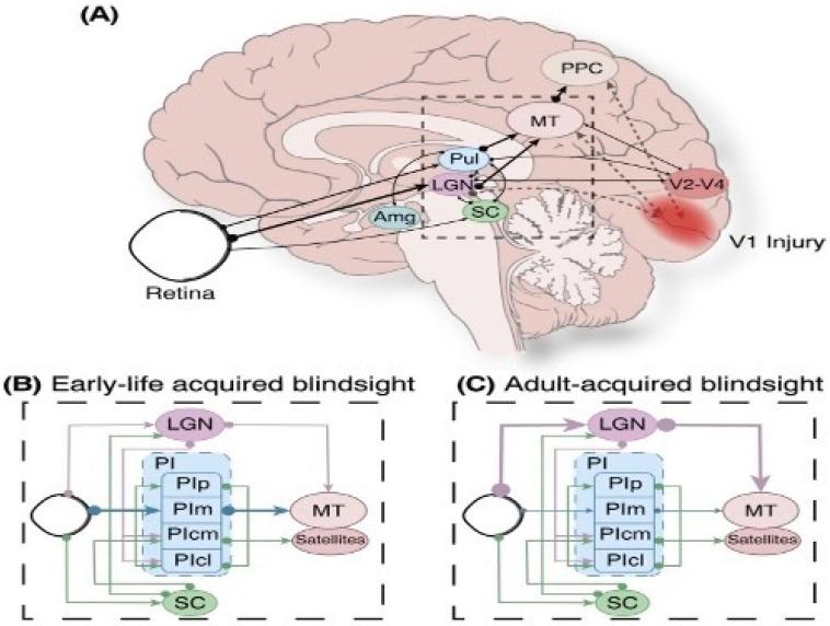 https://cdn.ncbi.nlm.nih.gov/pmc/blobs/027f/8533908/998387312a89/brainsci-11-01279-g005.jpg