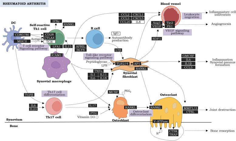 https://cdn.ncbi.nlm.nih.gov/pmc/blobs/0280/10763440/ef89897e2bf7/13075_2023_3241_Fig11_HTML.jpg