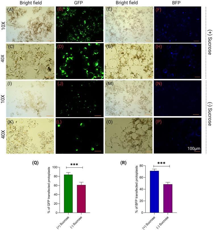 https://cdn.ncbi.nlm.nih.gov/pmc/blobs/0280/11224192/5ed00eca5e25/42994_2024_139_Fig5_HTML.jpg