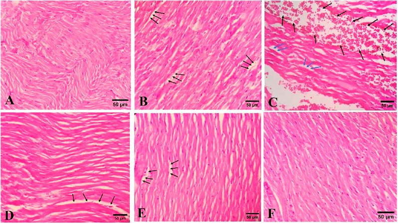 https://cdn.ncbi.nlm.nih.gov/pmc/blobs/0284/9213811/dfa13821ae4d/fphar-13-909079-g004.jpg