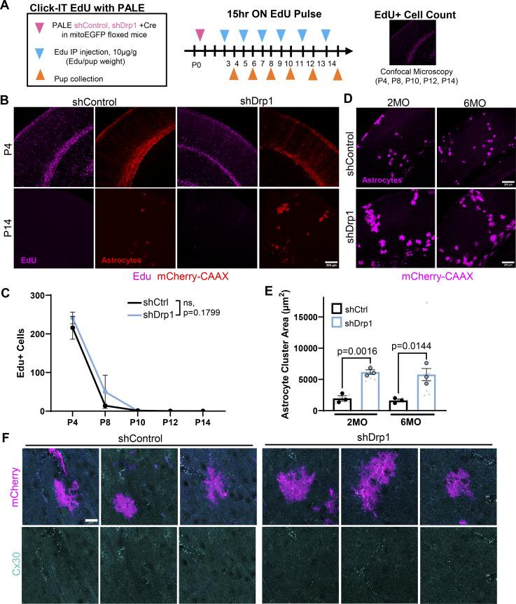 https://cdn.ncbi.nlm.nih.gov/pmc/blobs/028e/12406776/a4f7ece3ecae/jcb_202410130_figs3.jpg
