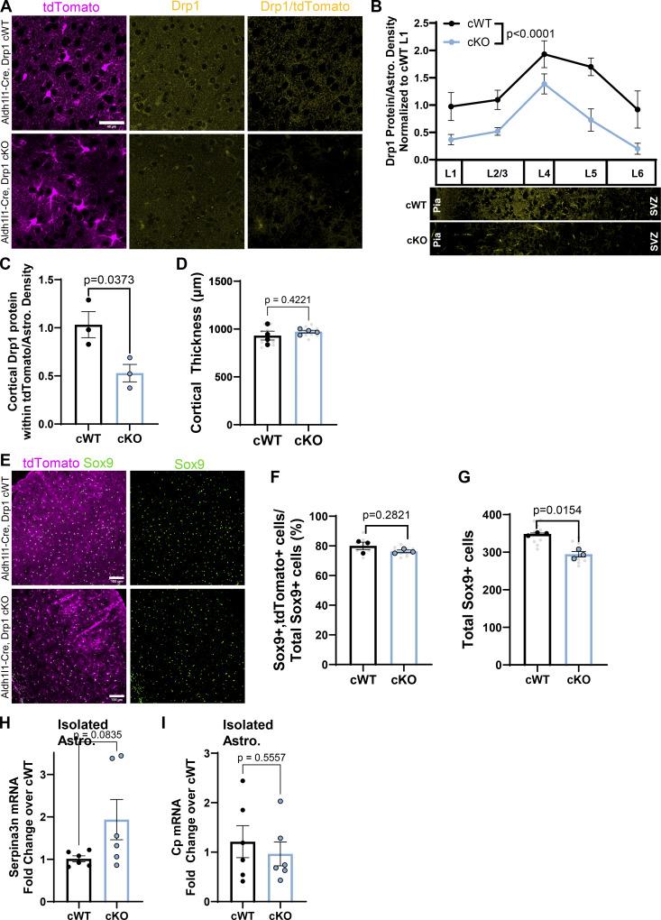 https://cdn.ncbi.nlm.nih.gov/pmc/blobs/028e/12406776/e8bf92305457/jcb_202410130_figs4.jpg