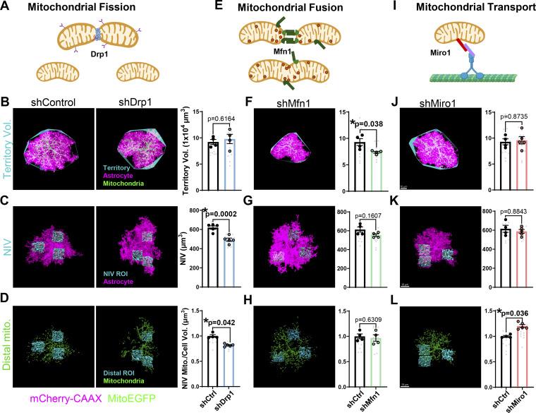 https://cdn.ncbi.nlm.nih.gov/pmc/blobs/028e/12406776/ed782efc66e4/jcb_202410130_fig4.jpg