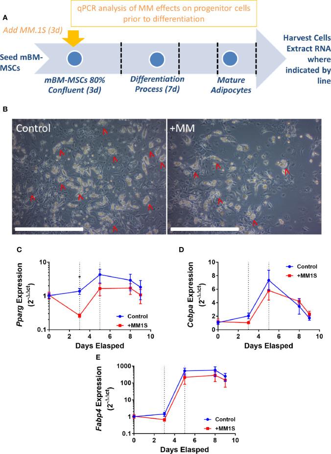https://cdn.ncbi.nlm.nih.gov/pmc/blobs/0290/7930573/14ccb9953fb8/fonc-10-584683-g004.jpg