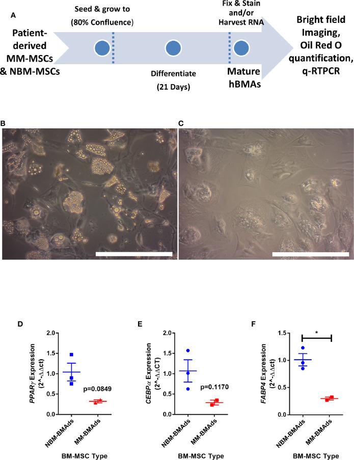 https://cdn.ncbi.nlm.nih.gov/pmc/blobs/0290/7930573/b15368a359df/fonc-10-584683-g003.jpg