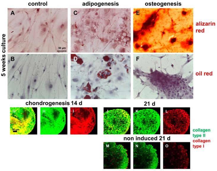 https://cdn.ncbi.nlm.nih.gov/pmc/blobs/0294/6514966/19d72d4d37ba/ijms-20-01972-g008.jpg