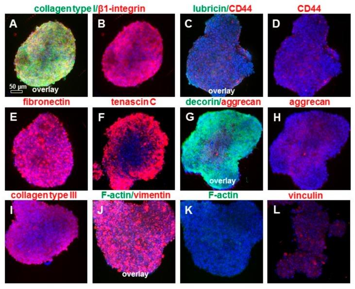 https://cdn.ncbi.nlm.nih.gov/pmc/blobs/0294/6514966/3e4fad6ab0c4/ijms-20-01972-g010.jpg