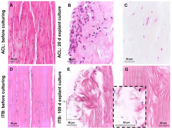 https://cdn.ncbi.nlm.nih.gov/pmc/blobs/0294/6514966/45a0334d60a4/ijms-20-01972-g005.jpg