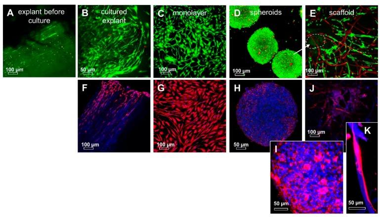 https://cdn.ncbi.nlm.nih.gov/pmc/blobs/0294/6514966/6f85a0c730a1/ijms-20-01972-g009.jpg