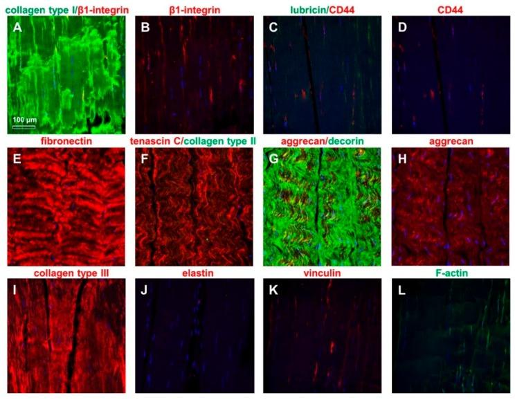 https://cdn.ncbi.nlm.nih.gov/pmc/blobs/0294/6514966/76197a22e0e3/ijms-20-01972-g004.jpg