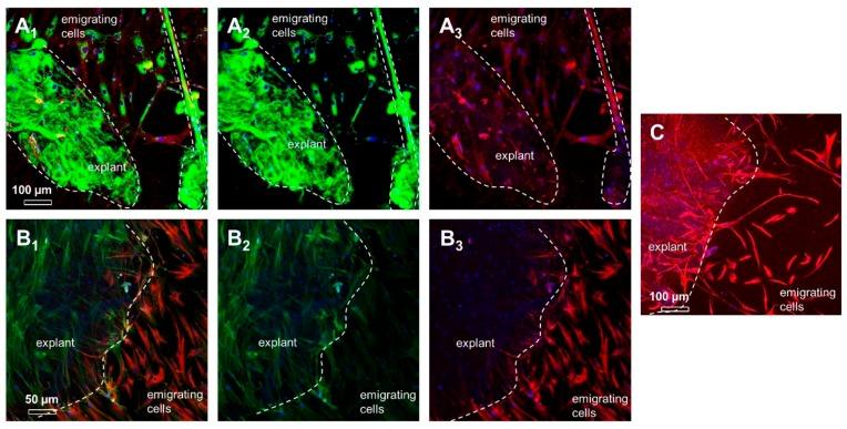 https://cdn.ncbi.nlm.nih.gov/pmc/blobs/0294/6514966/dc93d6a66312/ijms-20-01972-g006.jpg