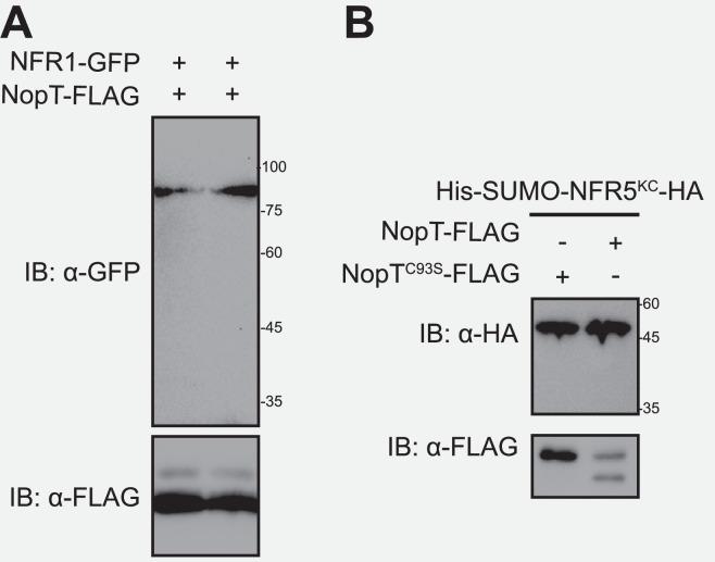 https://cdn.ncbi.nlm.nih.gov/pmc/blobs/0299/11970910/10efc37f2b71/elife-97196-fig3-figsupp1.jpg