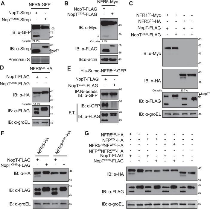 https://cdn.ncbi.nlm.nih.gov/pmc/blobs/0299/11970910/68cd3b9496aa/elife-97196-fig3.jpg
