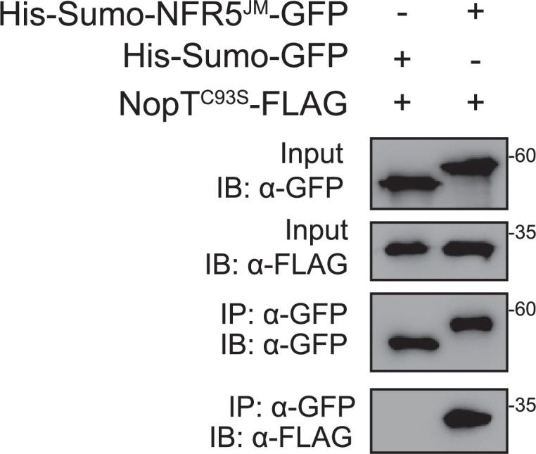 https://cdn.ncbi.nlm.nih.gov/pmc/blobs/0299/11970910/6eb58c099dfa/elife-97196-fig3-figsupp2.jpg