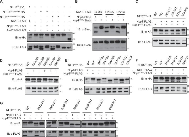 https://cdn.ncbi.nlm.nih.gov/pmc/blobs/0299/11970910/7a55cfdf7a22/elife-97196-fig3-figsupp4.jpg