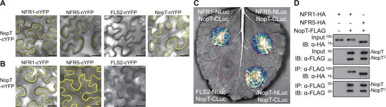 https://cdn.ncbi.nlm.nih.gov/pmc/blobs/0299/11970910/7af4ad6445e8/elife-97196-fig2.jpg