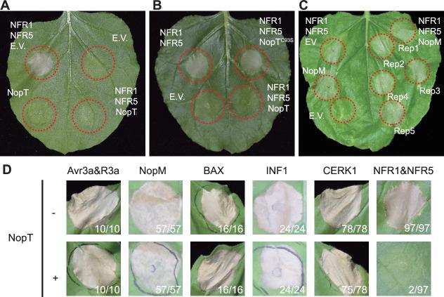 https://cdn.ncbi.nlm.nih.gov/pmc/blobs/0299/11970910/9481053b373d/elife-97196-fig1.jpg