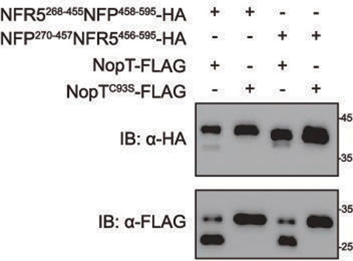 https://cdn.ncbi.nlm.nih.gov/pmc/blobs/0299/11970910/97c75fdb9a6f/elife-97196-fig3-figsupp8.jpg