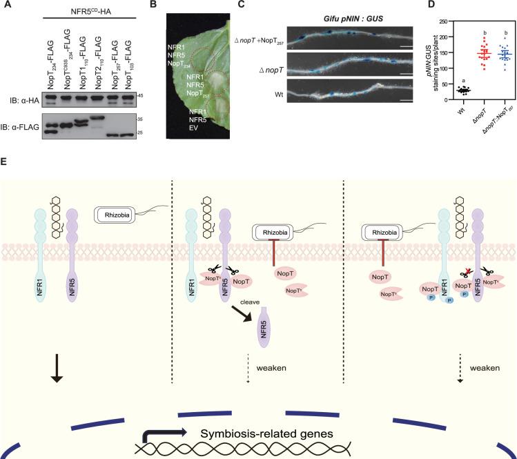 https://cdn.ncbi.nlm.nih.gov/pmc/blobs/0299/11970910/a770352b8cb2/elife-97196-fig6.jpg