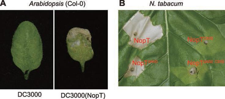 https://cdn.ncbi.nlm.nih.gov/pmc/blobs/0299/11970910/d4779156adfd/elife-97196-fig6-figsupp3.jpg