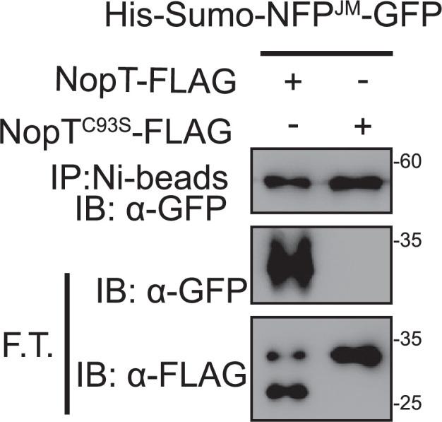 https://cdn.ncbi.nlm.nih.gov/pmc/blobs/0299/11970910/ec7e986fa764/elife-97196-fig3-figsupp7.jpg