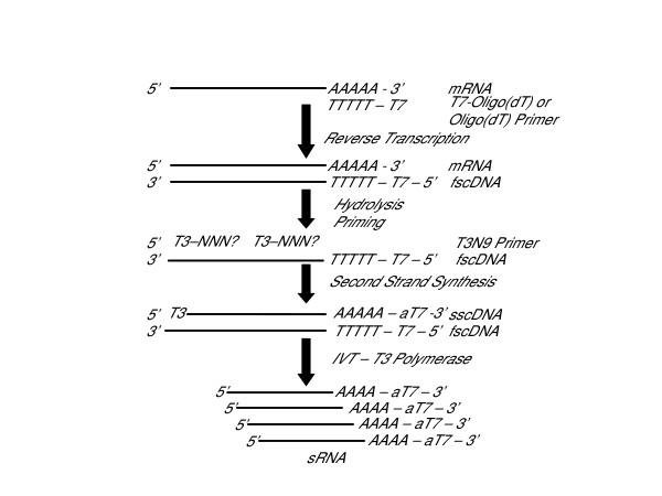 https://cdn.ncbi.nlm.nih.gov/pmc/blobs/029a/554769/a56f97c379e9/1471-2164-6-27-1.jpg